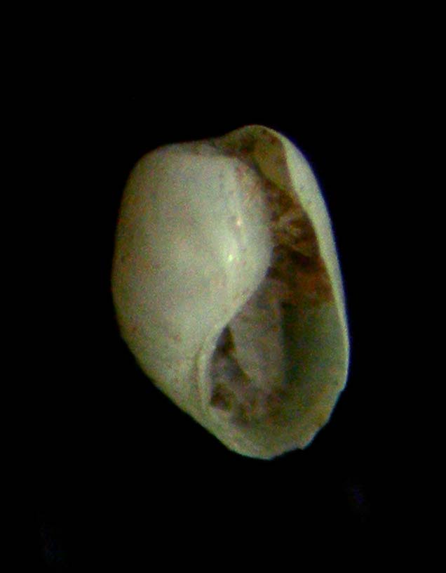 haminoea